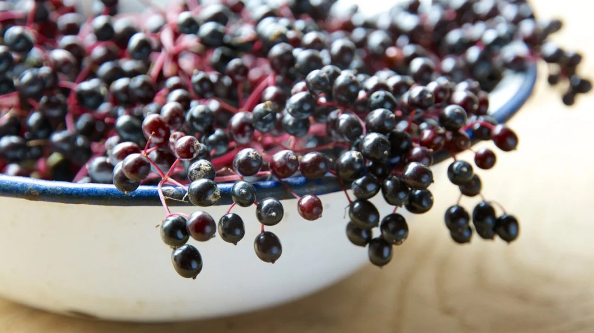 Top 5 benefits of Elderberry