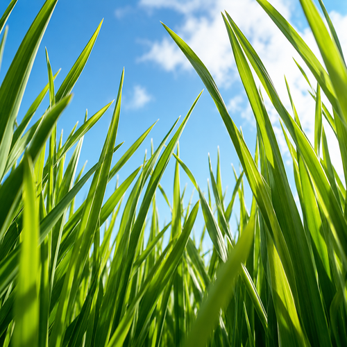Wheatgrass