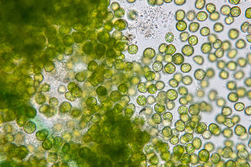 Chlorella