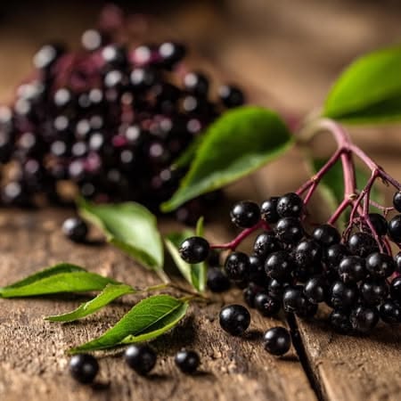 Elderberry