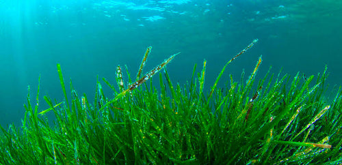 Spirulina